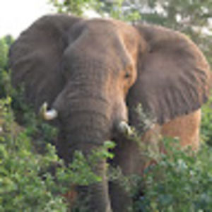 Meet your Posher, Terry